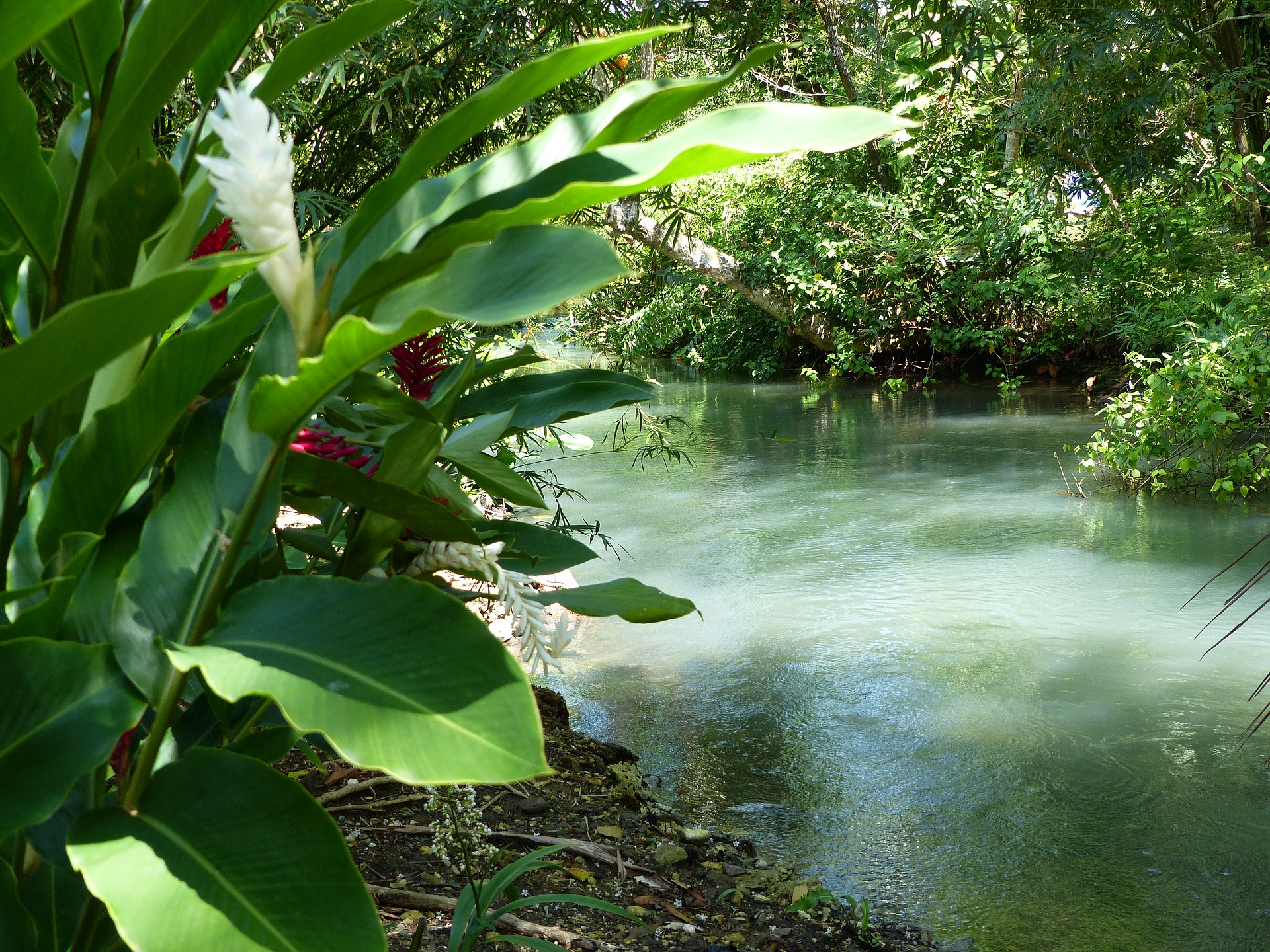 Big Data Dschungel Fluss contentpflanze.at